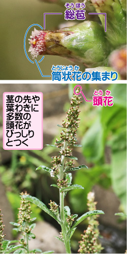 ミナミウラジロチチコグサの画像その1。総苞/筒状花の集まり。頭花。茎の先や葉わきに多数の頭花がびっしりとつく。