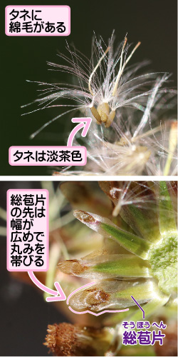 ミナミウラジロチチコグサの画像その2。タネに綿毛がある。タネは淡茶色。総苞片の先は幅が広めで丸みを帯びる。総苞片。