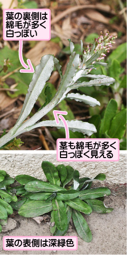 ミナミウラジロチチコグサの画像その3。葉の裏側は綿毛が多く白っぽい。茎も綿毛が多く白っぽく見える。葉の表側は深緑色。