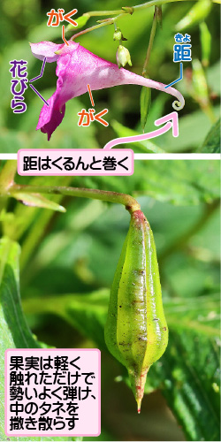 植物名の画像その2。