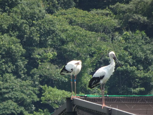 飼育棟の天井にいる「たいよう」と「はく」