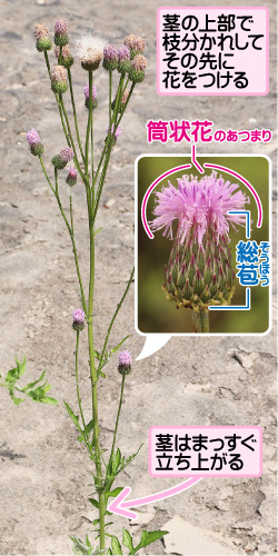 茎の上部で枝分かれしてその先に花をつける。筒状花のあつまり/総苞。茎はまっすぐ立ち上がる。