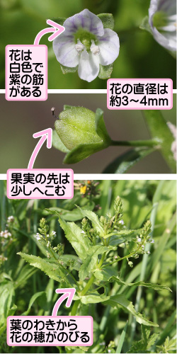 花は白色で紫の筋がある。花の直径は約3から4mm。果実の先は少しへこむ。葉のわきから花の穂がのびる。