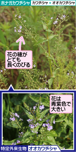 ホナガカワヂシャ/カワヂシャ×オオカワヂシャ。花の穂がとても長くのびる。特定外来生物/オオカワヂシャ。花は青紫色で大きい。