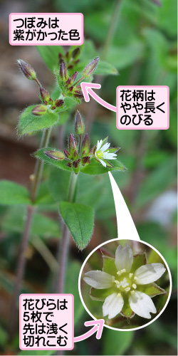 つぼみは紫がかった色。花柄はやや長くのびる。花びらは5枚で先は浅く切れこむ。