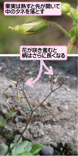 果実は熟すと先が開いて中のタネを落とす。花が咲き進むと柄はさらに長くなる。