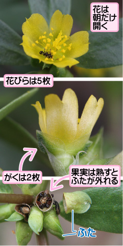 花は朝だけ開く。花びらは5枚。がくは2枚。果実は熟すとふたが外れる。ふた。