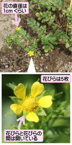 花の直径は1cmくらい。