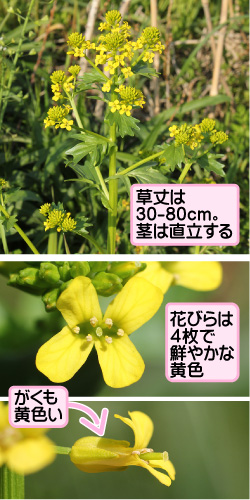 草丈は30-80cm。茎は直立する。