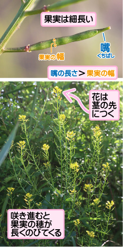 果実は細長い。