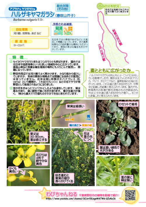 ハルザキヤマガラシの図鑑