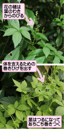 花の穂は葉のわきからのびる。