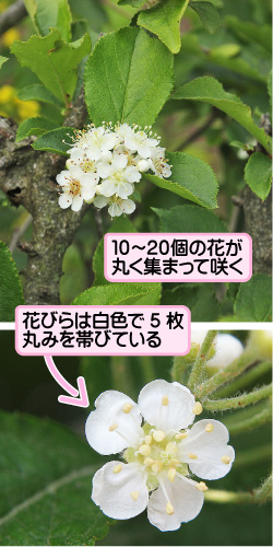 10から20個の花が丸く集まって咲く。花びらは白色で5枚。丸みを帯びている。