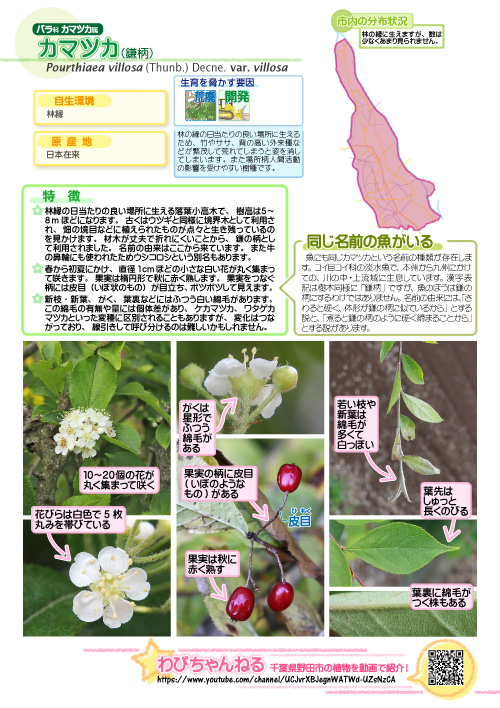 カマツカの図鑑