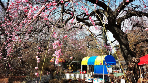 道端から桜と懐かしの風景