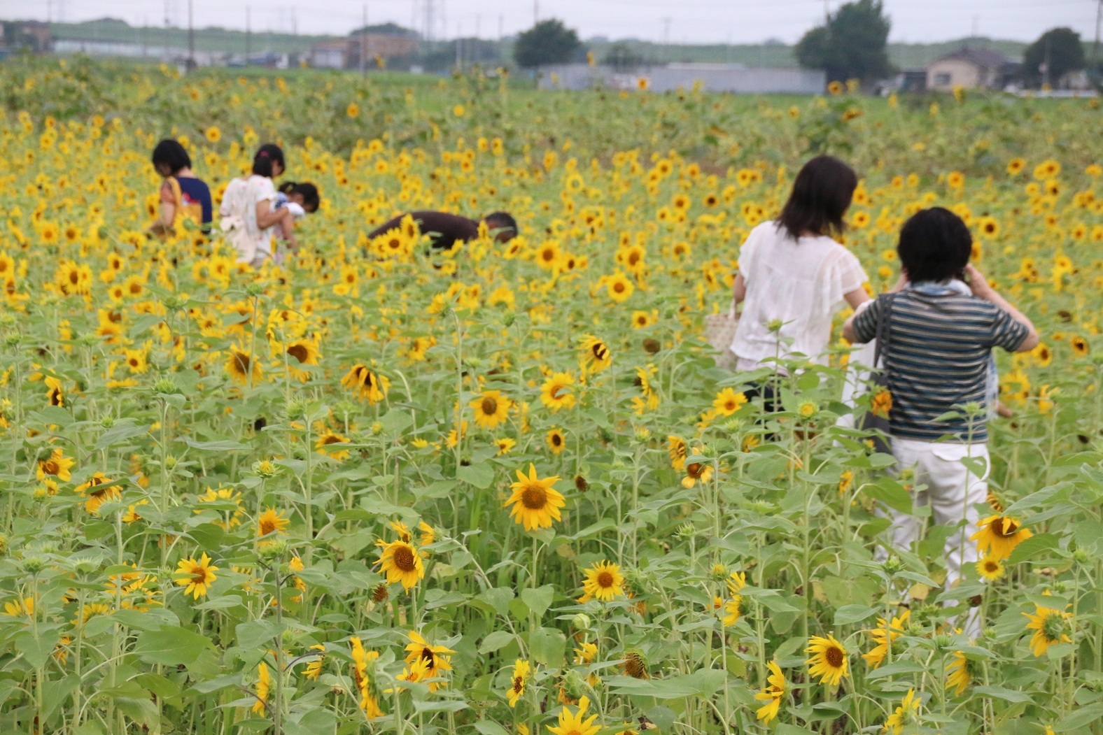 野田の夏