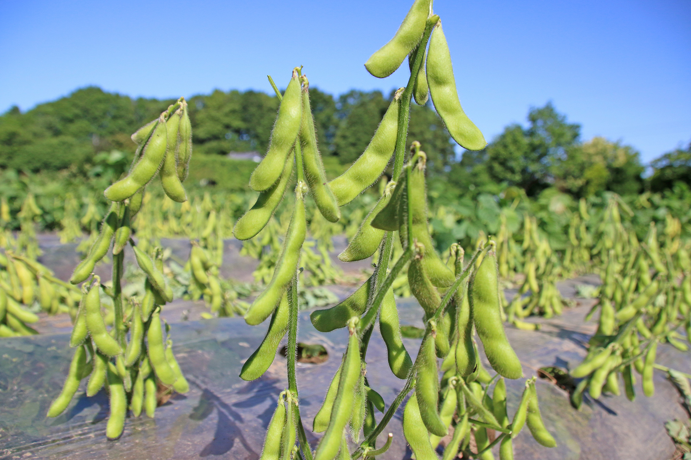 写真：野田市の風景6