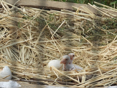 誕生した2羽のヒナ