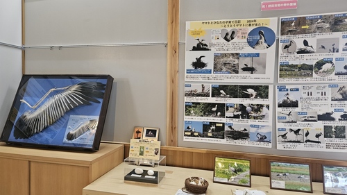 展示物