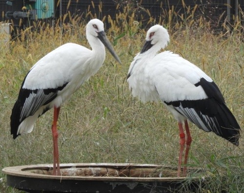 コウノトリ飼育施設「こうのとりの里」