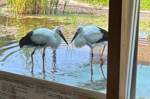 放鳥する「ココ」と「マメ」