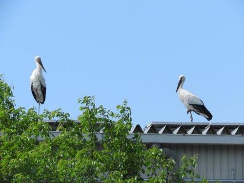 野田市こうのとり里にて、はくとカズ