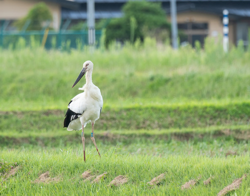 岩手県紫波町にて、はく