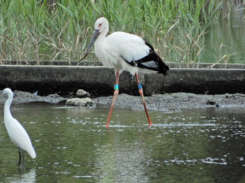 東京都江戸川区葛西臨海公園にて、はく