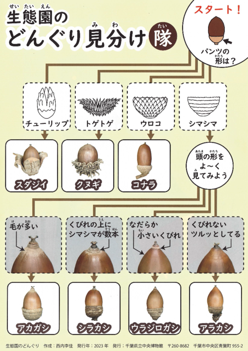 生態園のどんぐり　引用