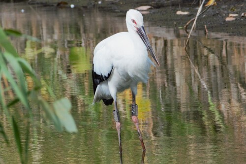 東京都大田区東京港野鳥公園にて、マメ