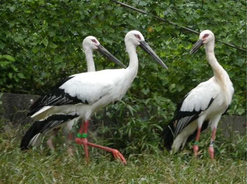 ミライなどコウノトリ3羽がいる写真