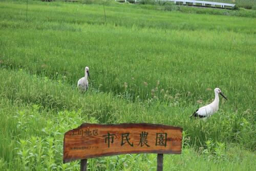 コウノトリ