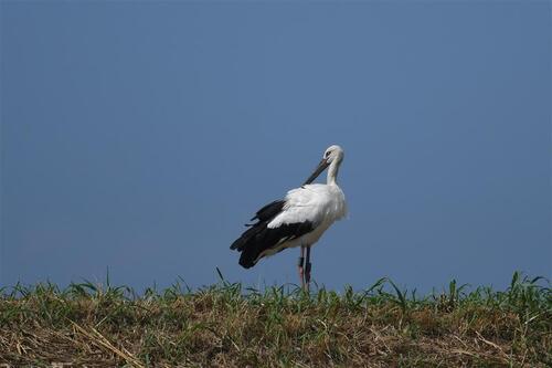 だん