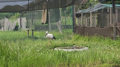 採餌の様子