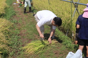 稲を束ねる市長