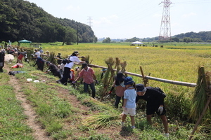 刈った稲を干す作業