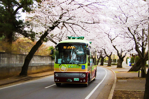 清水公園（総合公園）さくら