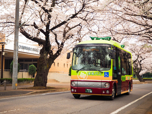 清水公園（総合公園）さくら