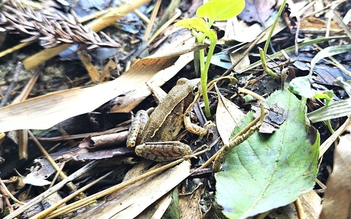 ニホンアカガエルの写真