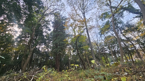 中戸市民の森の様子