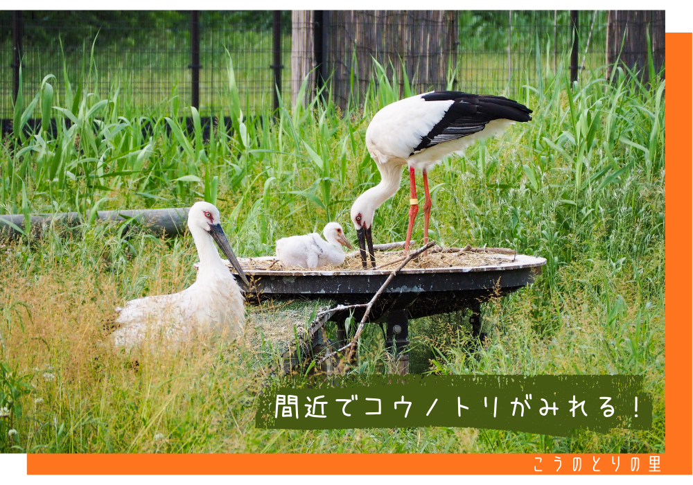 こうのとりの里