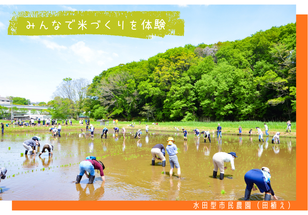水田型市民農園