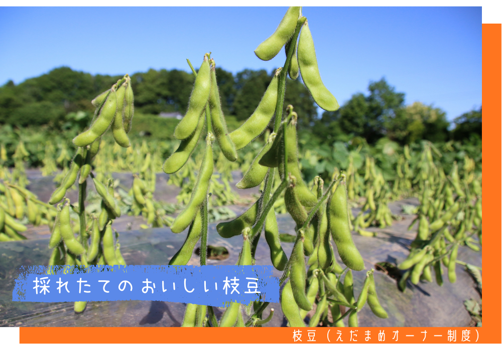 えだまめオーナー制度