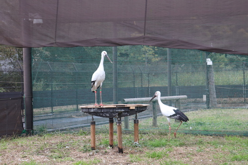 ミライ・カナタ