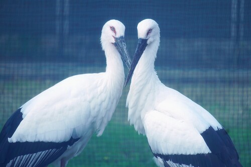 カナタ・ミライ