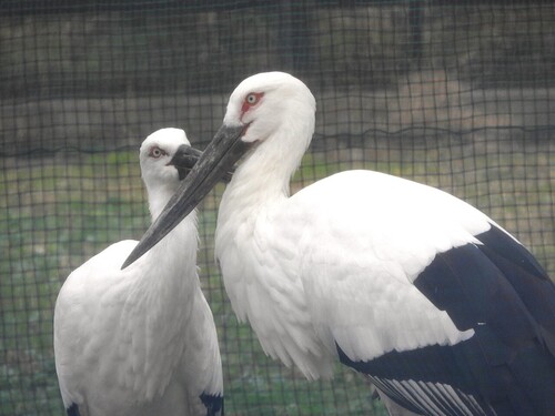 ミライ・カナタ