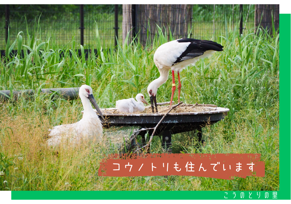 こうのとりの里