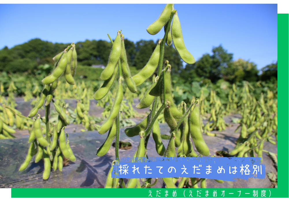 えだまめ(えだまめオーナー制度)