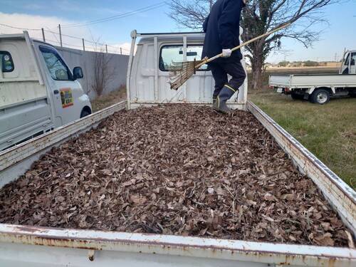 落ち葉掃除