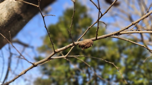 カマキリの卵